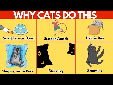 Video: Drop Dead Nádherná: Základy starostlivosti o mačky, ktoré potrebujete vedieť