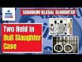 Seraulim Illegal Slaughter - Two Arrested for Illegal Bull Slaughter | Gomantak TV