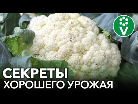 Урожай Цветной Капусты Круглый Год! Простые Правила Посева И Выращивания Капусты Без Пикировки