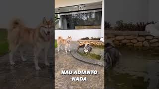 OLHA O QUE MEUS CACHORROS FIZERAM!