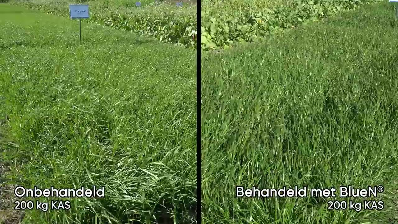 Resultaten BlueN® in Groenbemesters