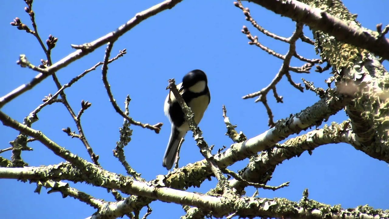 シジュウカラの特徴や生態 生息地について 鳴き声ってどんなの