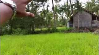 Walkthrough: Land bought by PT Ethis (Indo) & Club Ethis in Ubud, Bali