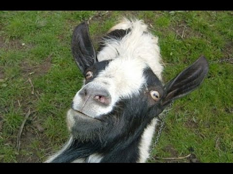 goats-and-sheep-making-funny-noises-2015-[new]