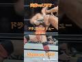 【１分プロレス】これが武藤vsUWF時代の決め技だ！💯💯💯🐇