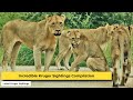 Amazing Wild Animal Encounters and Wildlife Sightings Compilation | Trending Wildlife Videos.