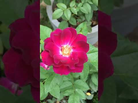 Video: Aina Za Achimenes (picha 49): Maelezo Ya Achimenes Yellow English Rose Na Double Pink Rose, Iliyotengenezwa Mbinguni Na Giselle, Peach Blossom Na Aina Zingine