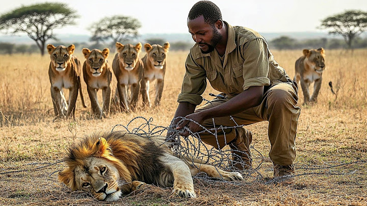 Hombre rescata a un león atrapado y luego la manada hace lo impensable