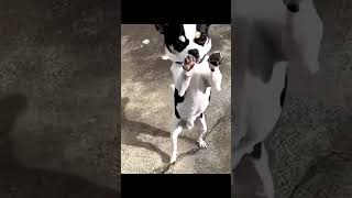 #funny dog