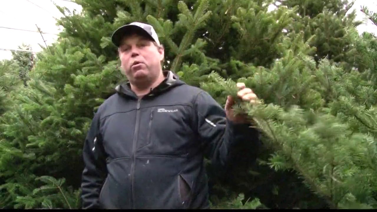 Local Tree Farms Harvesting For Christmas - YouTube