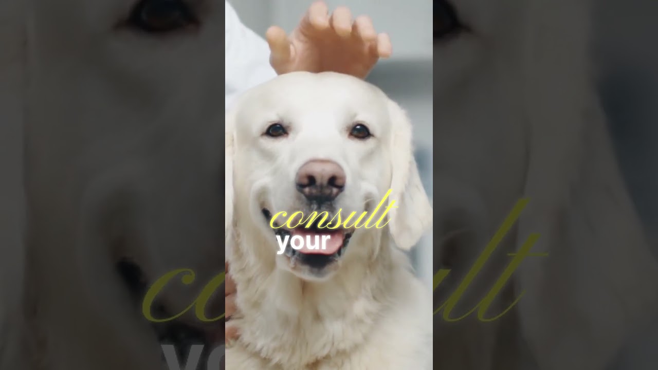 Stop Dog Paw Chewing