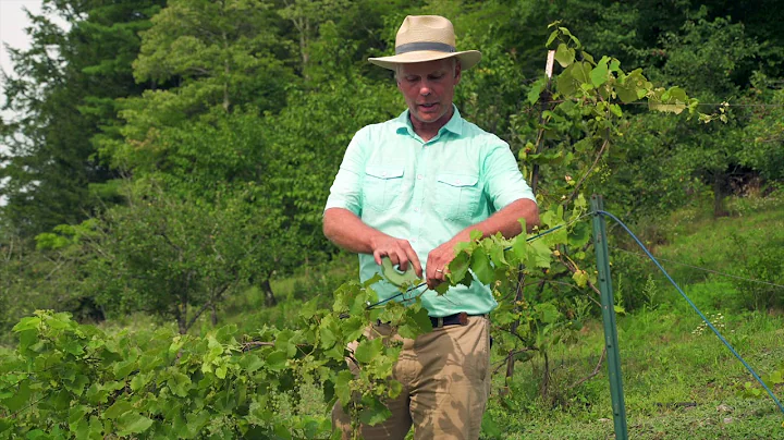 How to Support Grape Vines - DayDayNews
