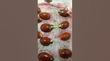 Best Method To GROW LITCHI SEED WITH LATEST TECHNIQUE BEST RESULT 