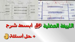 شرح تركيب اللييفة العضلية /الحركة في الانسان /ثانوية عامة 2021