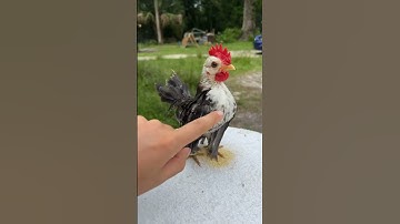 Thumbnail of Serama #farmlife #animals #cute #poultry_business #chicken #serama #baby #MalaysianSramas #pets