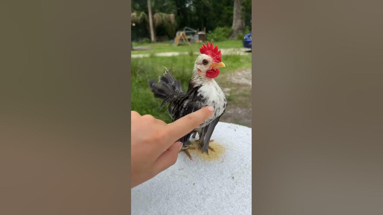 Serama #farmlife #animals #cute #poultry_business #chicken #serama #baby #MalaysianSramas #pets