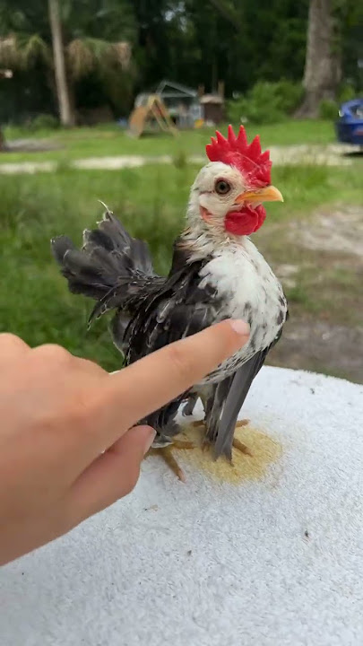 Serama #farmlife #animals #cute #poultry_business #chicken #serama #baby #MalaysianSramas #pets
