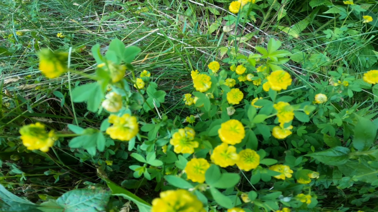 Hooksett Riverwalk Trail, Merrimack Street, Hooksett, NH YouTube