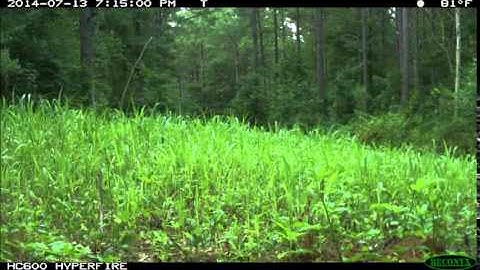 A Reconyx Time Lapse of Tecomate Lablab Plus