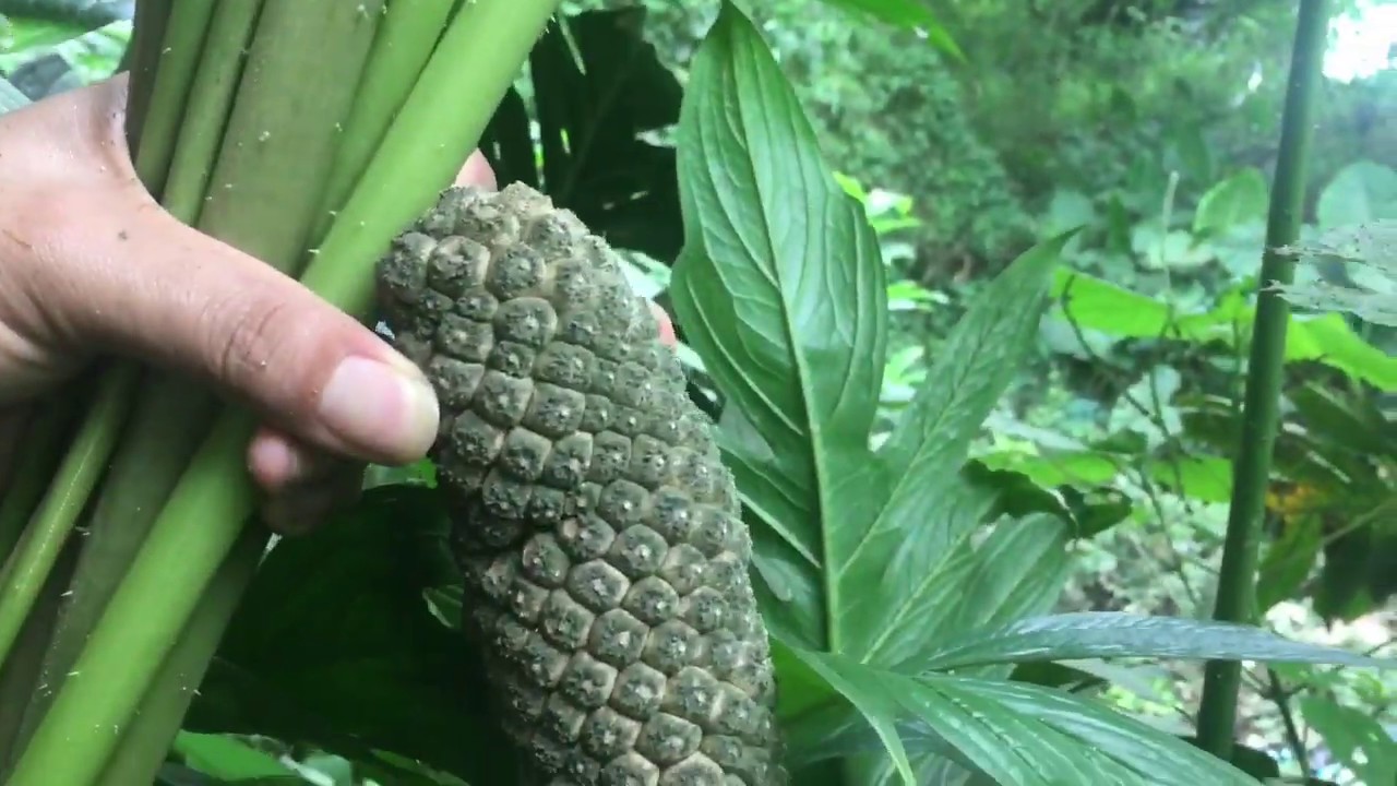 Cây ráy gai. Cây rau móp gai. Món ăn ngon và là phương thuốc cho người ...