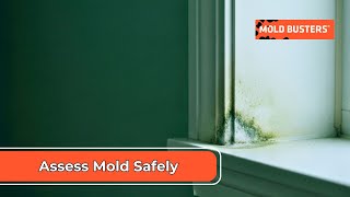 Assess Mold Safely Before You Act – Homeowner Guide