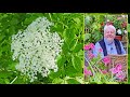 Sureau  un bel arbuste tout terrain aux grandes qualits cologiques le quotidien du jardin n227