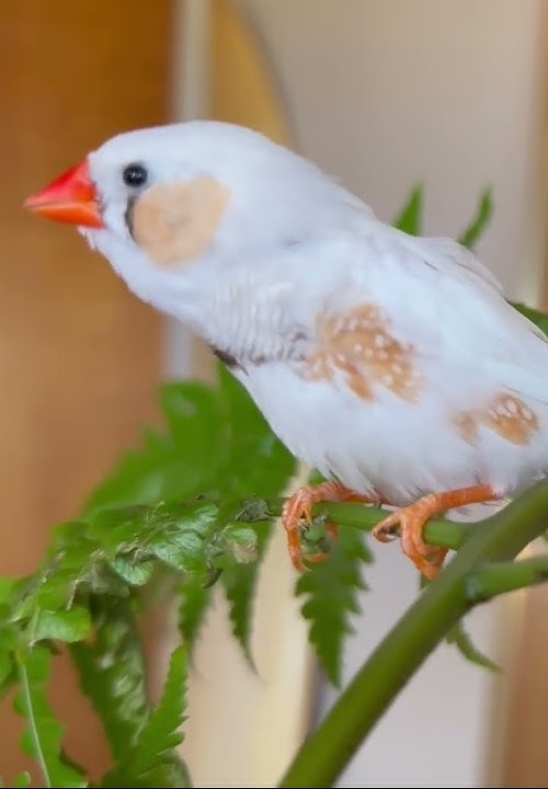 Burung Zebra Finch Menyanyikan Sebuah Lagu 🎶 #burungzebrafinch #suaraburungfinch #suaraburungzebrafinch #kicauanburung #kicauanburungfinch