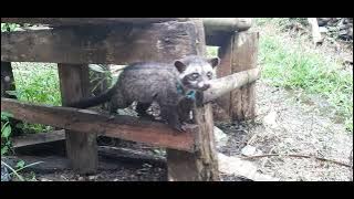 Musang Pandan VS Kucing Kampung