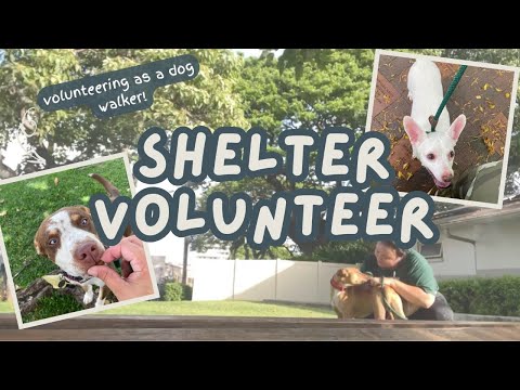 VOLUNTEERING at an Animal Shelter VLOG realistic shift as a volunteer dog walker