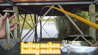 Mancing ikan seluang strike bertubi tubi || ikan seluang besar @babon #kakitebing