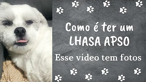 O que o Lhasa Apso gosta de fazer?