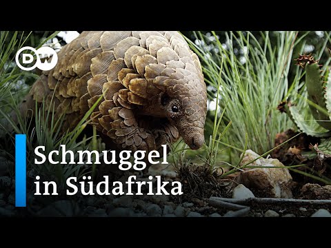 Video: Gibt es Schuppentiere in Südafrika?