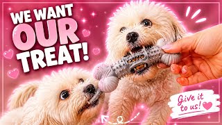 My Dogs REFUSE to Give Up the Treat Bone! 😂🐶