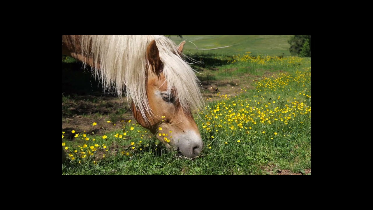 Beautiful Horse Eating Flowers shorts YouTube
