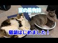 【夏のお鍋】猫鍋はじめました。102