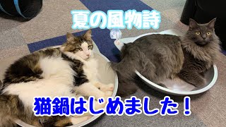 【夏のお鍋】猫鍋はじめました。102