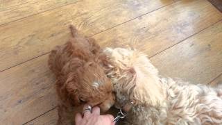 Honeys puppies 6 weeks old by Natalie AC 796 views 10 years ago 3 minutes, 27 seconds