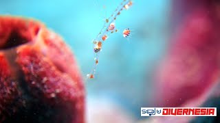 Manado Tanduk Rusa Dive site – Lembeh  4K