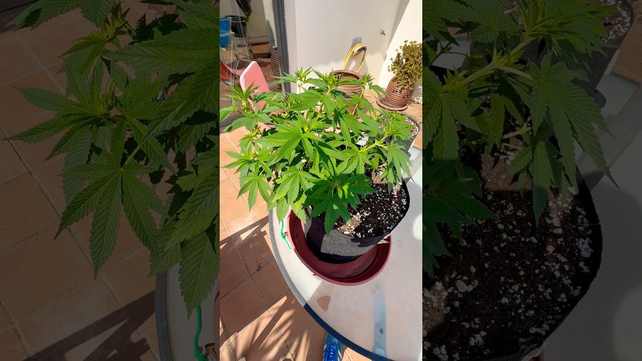 Mimosa Evo 🌿 фотопериод после полива удобрениями