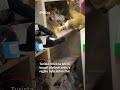 Turista chtěl na letišti koupit plyšové zvíře, v regálu bylo jedno živé