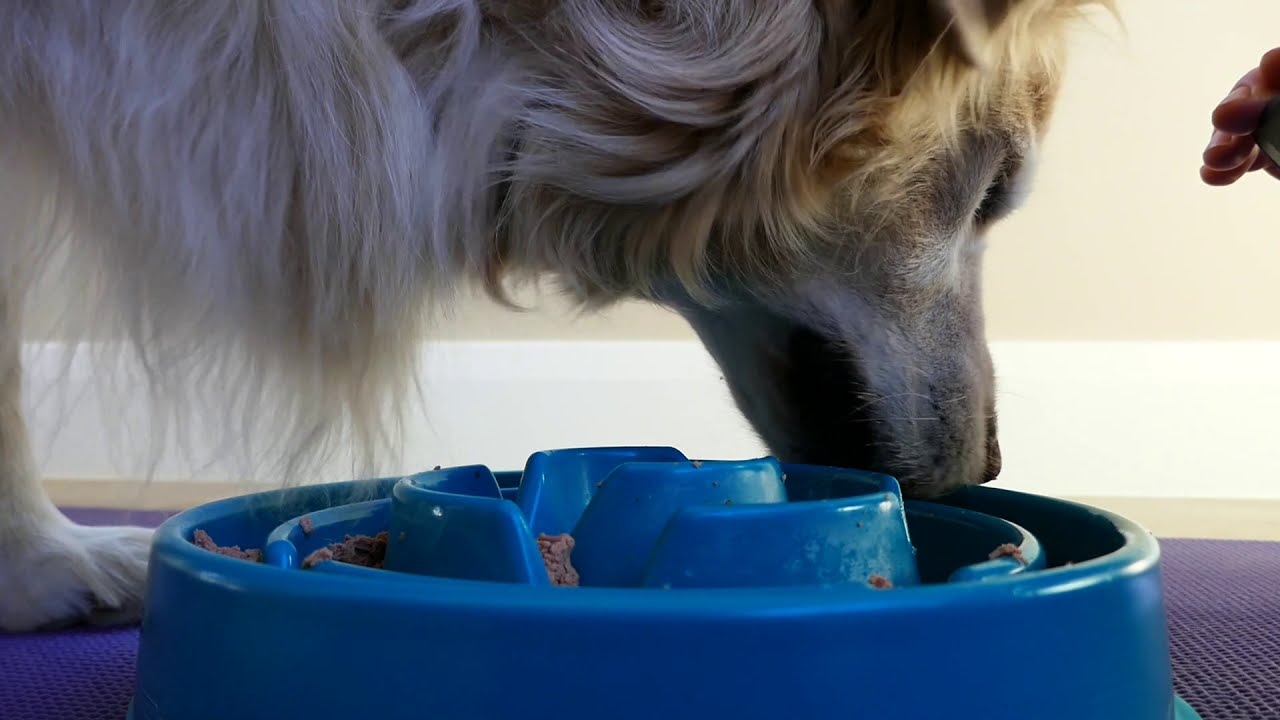 Hungry Dog Eating From Slow Feeder Bowl FreshPet Wet Food ASMR 5 Mins