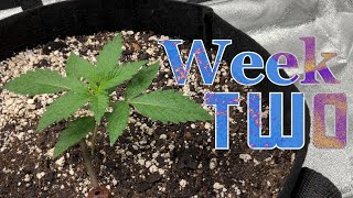 Let’s grow autoflowering cannabis in a closet! Week 2!