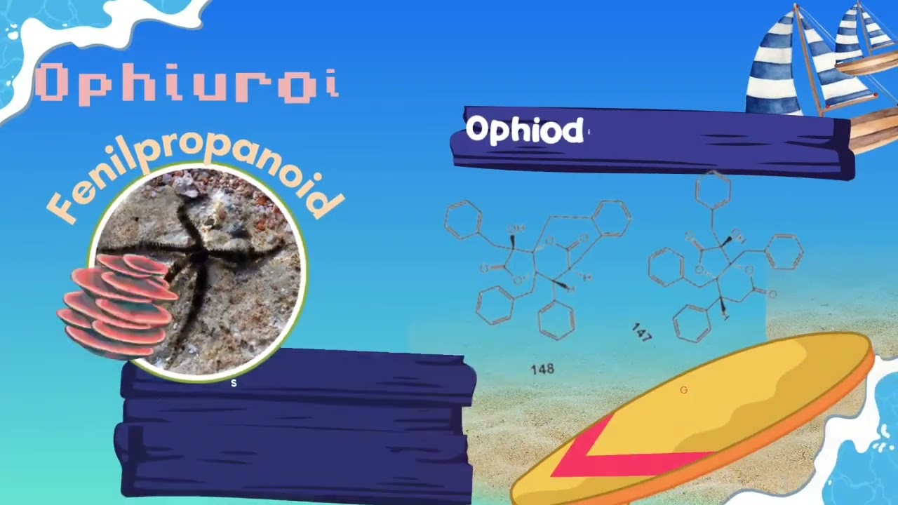 Sumber Bahari Echinodermata