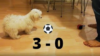 Maltese dog plays football for the first time! by Halus The Maltese 2,007 views 3 years ago 1 minute, 21 seconds