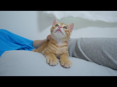 <strong>Baby</strong> Kitten Feels <strong>Happy</strong> When Its Owner Touches It