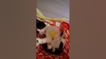 Catnip use may cause the following⬆️ #tuxedocat