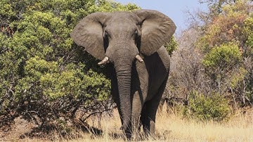 BIGGEST ELEPHANT  OF THE WORLD @ DRSKSINGH CHANNEL JAI SHREERAM