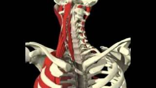 Cervical Spine Anatomy | Orthogate