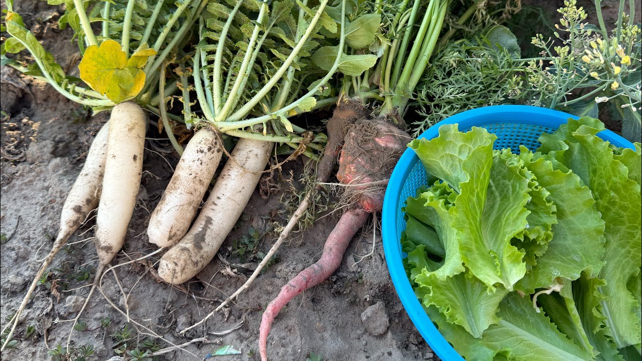 Terrace Garden Update | Feb 2026 | Kitchen Gardening 