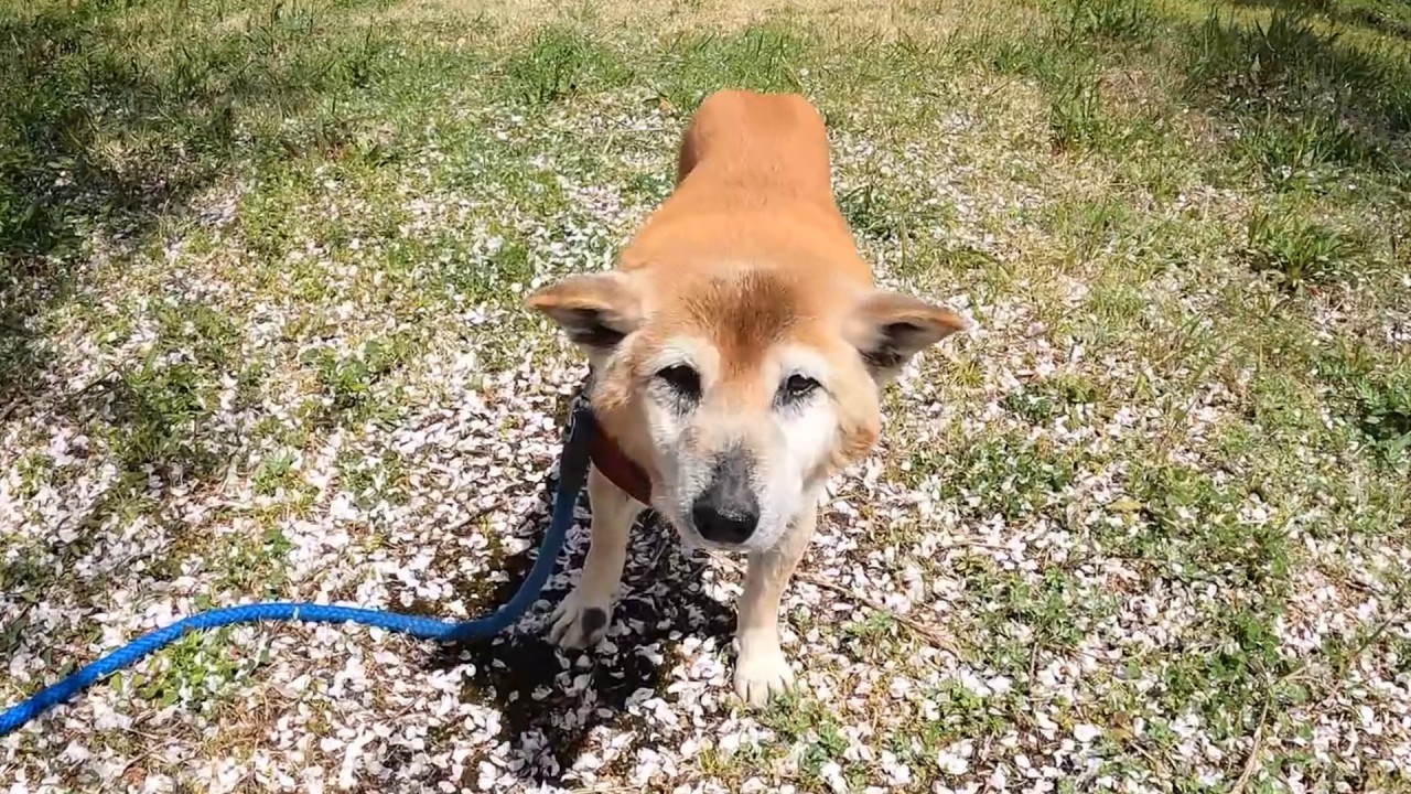 沢山の猫達と出会わせてくれたコロが虹の橋を渡って行きました